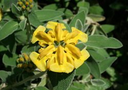 0 Phlomis fruticosa - Samoëns (2).JPG