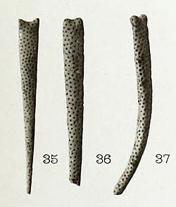 Acicularia pavantina in L.Morellet & J.Morellet 1913.JPG