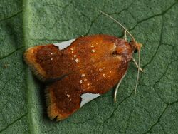 Acleris holmiana - Golden leafroller moth - Плоская листовёртка белопятнистая (41334512561).jpg