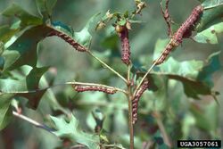 Anisota virginiensis larvae feeding.jpg