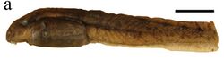 Astylosternus montanus tadpole cropped.jpg