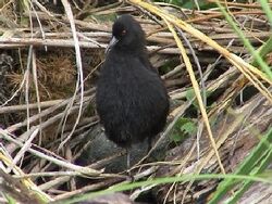 A small black rail stands upright in front of grasses