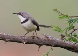 Bar-throated Apalis, Apalis thoracica, at Marakele National Park, Limpopo, South Africa (16216637960).jpg