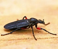 Bibio femoratus - March Fly