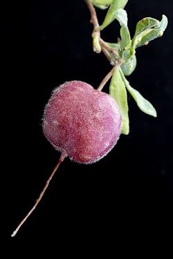 Billardiera ovalis fruit.jpg