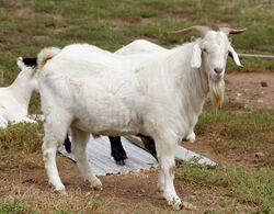 Billy goat.jpg