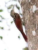 Black-striped Woodcreeper.jpg