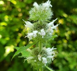 Blephilia hirsuta inflorescence.jpg