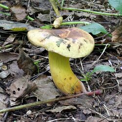 Boletus pulverulentus 2011 G1.jpg