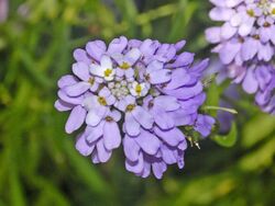 Brassicaceae - Iberis linifolia.JPG