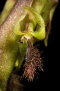 Bulbophyllum echinochilum Kraenzl.- Repert. Spec. Nov. Regni Veg. 16- 385 (1921) 20220309 143711.jpg