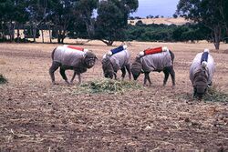 CSIRO ScienceImage 1898 Testing Sheep for Methane Production.jpg