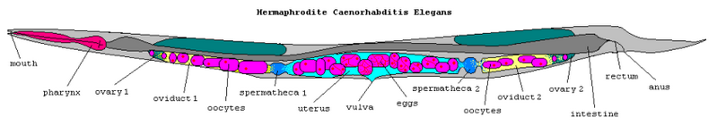 File:C elegans anatomy.png