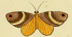 Cacyparis hylaria.JPG