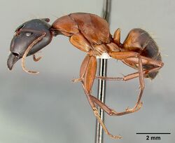 Camponotus semitestaceus casent0005352 profile 1.jpg