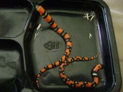 Captive born Tri-color hognose snakes 2011 B line.jpg