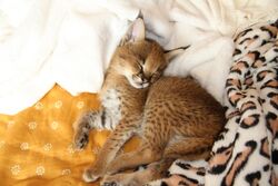 Caraval kitten