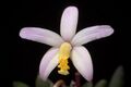 Cattleya sp. aff. reginae (36382505655).jpg