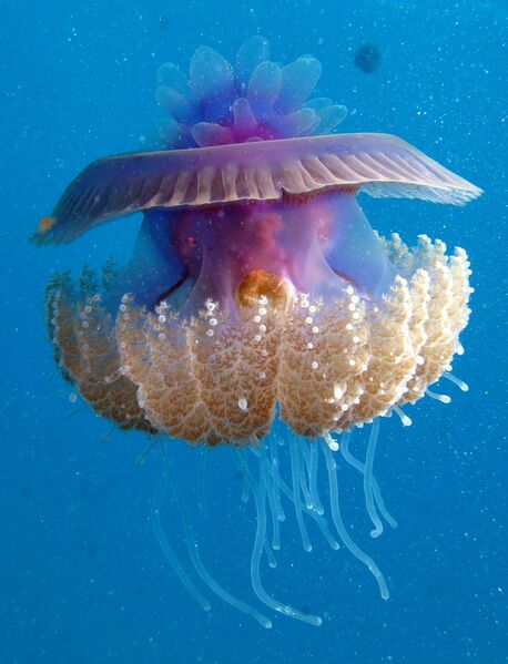 File:Cauliflour Jellyfish, Cephea cephea at Marsa Shouna, Red Sea, Egypt SCUBA.jpg