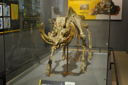 Celebochoerus heekereni fossil.png
