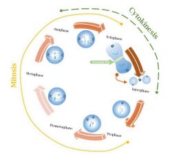 Cell cycle with images.jpg