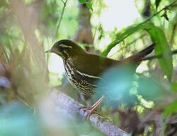 Chamaeza ruficauda - Rufous-tailed anttrush.jpg