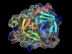 ChimeraX rendering of bovine trypsin (PDB 1UTN).png