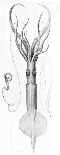 Chiroteuthis imperator.jpg