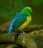 Chlorophonia cyanea Blue-naped Chlorophonia (cropped).jpg