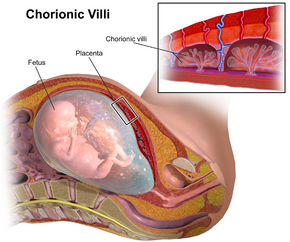 ChorionicVillus.png