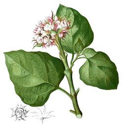 Clerodendrum chinense Blanco1.222-cropped.jpg