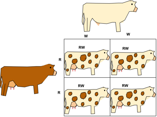 File:Co-dominance in Roan Cattle.svg