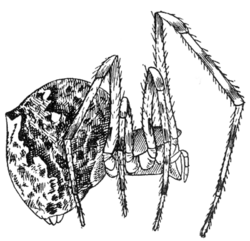 Common Spiders U.S. 261.png