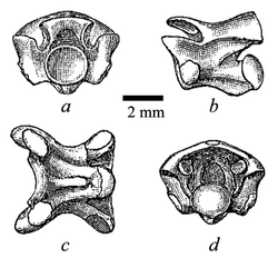 Holotype vertebra of Coniophis precedens