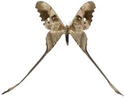 Copiopteryx jehovah 2.jpg