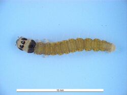 Cryptoptila immersana larva.jpg