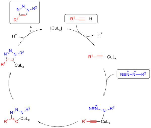 Mechanism for Copper-catalysed click chemistry.