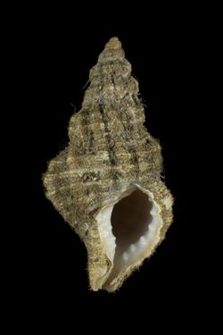 Cymatiella verrucosa (MNHN-IM-2013-42199).jpeg