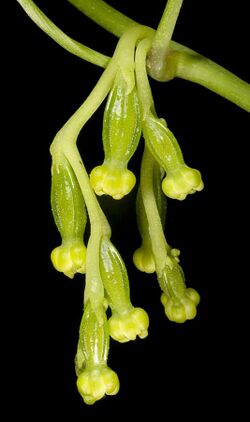 Dioscorea hastifolia - Flickr - Kevin Thiele.jpg