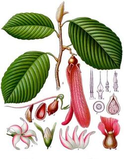 Dipterocarpus retusus - Köhler–s Medizinal-Pflanzen-054.jpg