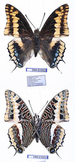 EV-0023 Charaxes legeri (3665659263).jpg