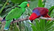 Two parrots, one green with orange and yellow bill, one red with blue nape