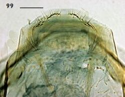 Ectoedemia alnifoliae female terminal abdominal segment.JPG
