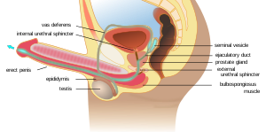 Ejaculation anatomy en.svg