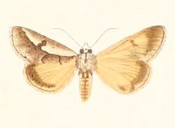 Euscirrhopterus poeyi 1896.jpg