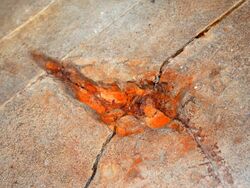 Fossil traces - Sarmientichnus scagliai.JPG