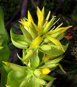 Gelber Enzian (Gentiana lutea), Blütenstand.jpg