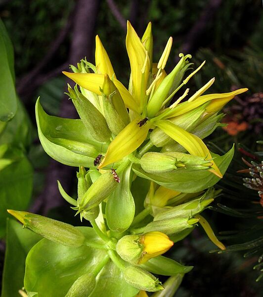 File:Gelber Enzian (Gentiana lutea), Blütenstand.jpg
