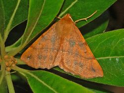 Geometridae - Colotois pennaria.JPG
