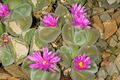 Gibbaeum dispar 1DS-II 1-8807.jpg